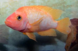 Amphilophus citrinellus femelle en aquarium. Amphilophus citrinellus femelle en aquarium.
